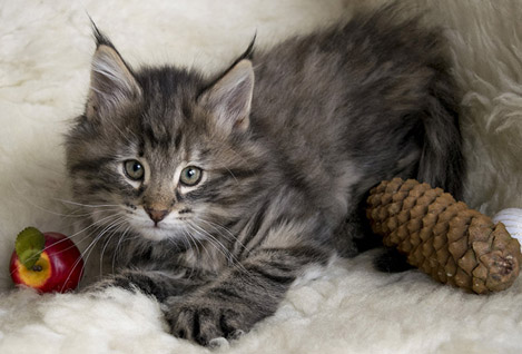 Wildfee's Norwegische Waldkatzen Wildfee's Xinnie - 8 Wochen alt