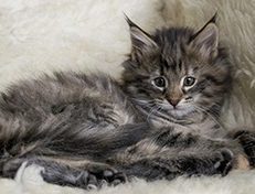 Wildfee's Norwegische Waldkatzen Wildfee's Xinnie - 8 Wochen alt