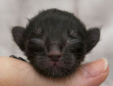 Wildfee's Norwegische Waldkatzen Wildfee's Zarah - wenige Stunden alt