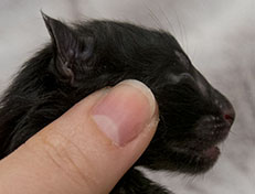 Wildfee's Norwegische Waldkatzen Wildfee's Zarah - wenige Stunden alt