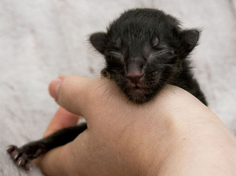 Wildfee's Norwegische Waldkatzen Wildfee's Zarah - wenige Stunden alt