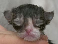 Wildfee's Norwegische Waldkatzen Wildfee's Zazazu - wenige Stunden alt