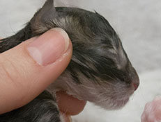 Wildfee's Norwegische Waldkatzen Wildfee's Zazazu - wenige Stunden alt