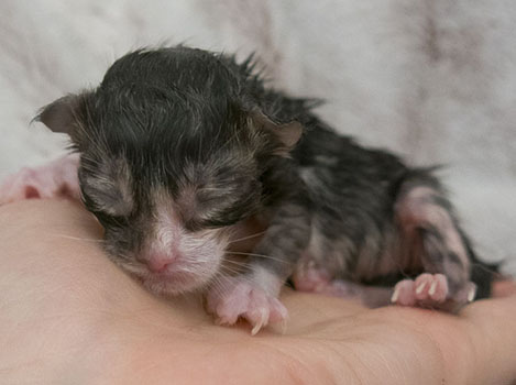 Wildfee's Norwegische Waldkatzen Wildfee's Zazazu - wenige Stunden alt