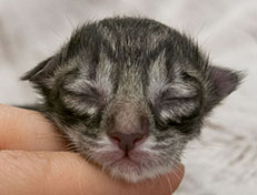 Wildfee's Norwegische Waldkatzen Wildfee's Zessin - wenige Stunden alt