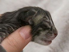 Wildfee's Norwegische Waldkatzen Wildfee's Zessin - wenige Stunden alt