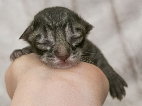 Wildfee's Norwegische Waldkatzen Wildfee's Zessin - wenige Stunden alt