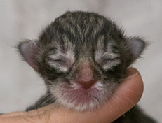 Wildfee's Norwegische Waldkatzen Wildfee's Zizou - wenige Stunden alt