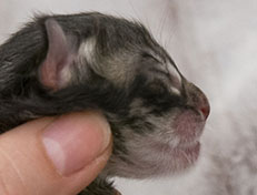 Wildfee's Norwegische Waldkatzen Wildfee's Zizou - wenige Stunden alt