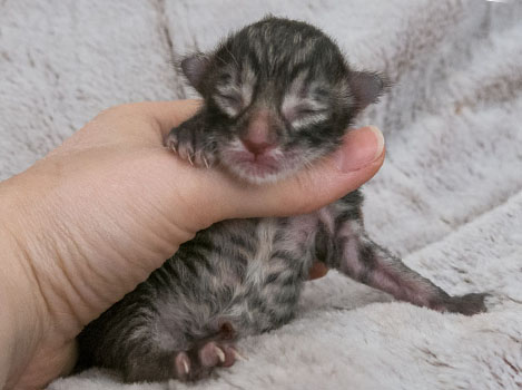 Wildfee's Norwegische Waldkatzen Wildfee's Zizou - wenige Stunden alt