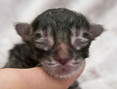 Wildfee's Norwegische Waldkatzen Wildfee's Zodor - wenige Stunden alt