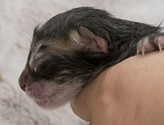 Wildfee's Norwegische Waldkatzen Wildfee's Zodor - wenige Stunden alt