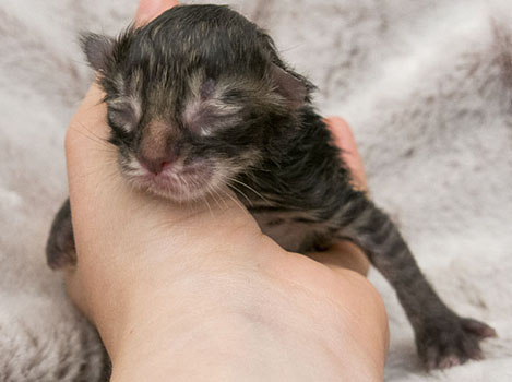 Wildfee's Norwegische Waldkatzen Wildfee's Zodor - wenige Stunden alt