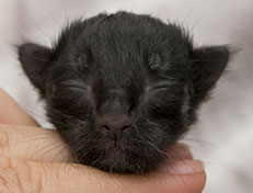 Wildfee's Norwegische Waldkatzen Wildfee's Zoe - wenige Stunden alt