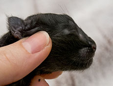 Wildfee's Norwegische Waldkatzen Wildfee's Zoe - wenige Stunden alt