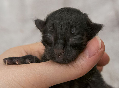 Wildfee's Norwegische Waldkatzen Wildfee's Zoe - wenige Stunden alt