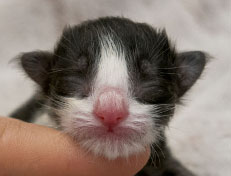 Wildfee's Norwegische Waldkatzen Wildfee's ZsaZsa - wenige Stunden alt