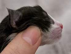 Wildfee's Norwegische Waldkatzen Wildfee's ZsaZsa - wenige Stunden alt