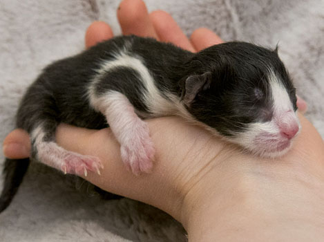 Wildfee's Norwegische Waldkatzen Wildfee's ZsaZsa - wenige Stunden alt