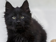 Wildfee's Norwegische Waldkatzen Wildfee's Zarah - 10 Wochen alt