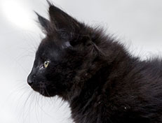 Wildfee's Norwegische Waldkatzen Wildfee's Zarah - 10 Wochen alt