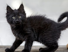 Wildfee's Norwegische Waldkatzen Wildfee's Zarah - 10 Wochen alt