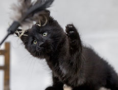 Wildfee's Norwegische Waldkatzen Wildfee's Zarah - 10 Wochen alt