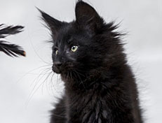 Wildfee's Norwegische Waldkatzen Wildfee's Zarah - 10 Wochen alt