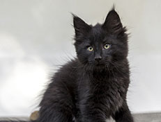 Wildfee's Norwegische Waldkatzen Wildfee's Zarah - 10 Wochen alt