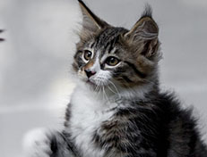 Wildfee's Norwegische Waldkatzen Wildfee's Zazazu - 10 Wochen alt