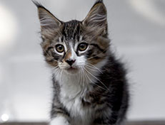 Wildfee's Norwegische Waldkatzen Wildfee's Zazazu - 10 Wochen alt