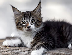 Wildfee's Norwegische Waldkatzen Wildfee's Zazazu - 10 Wochen alt