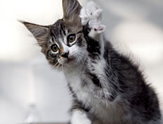 Wildfee's Norwegische Waldkatzen Wildfee's Zazazu - 10 Wochen alt