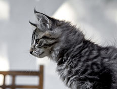 Wildfee's Norwegische Waldkatzen Wildfee's Zessin - 10 Wochen alt