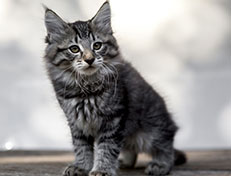 Wildfee's Norwegische Waldkatzen Wildfee's Zessin - 10 Wochen alt