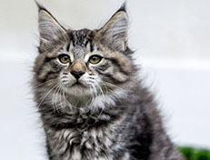 Wildfee's Norwegische Waldkatzen Wildfee's Zessin - 10 Wochen alt