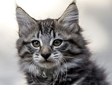 Wildfee's Norwegische Waldkatzen Wildfee's Zessin - 10 Wochen alt