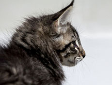 Wildfee's Norwegische Waldkatzen Wildfee's Zizou - 10 Wochen alt