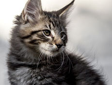 Wildfee's Norwegische Waldkatzen Wildfee's Zizou - 10 Wochen alt