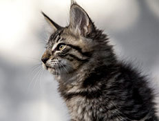 Wildfee's Norwegische Waldkatzen Wildfee's Zizou - 10 Wochen alt