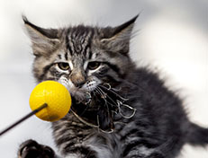 Wildfee's Norwegische Waldkatzen Wildfee's Zizou - 10 Wochen alt