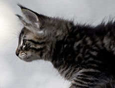 Wildfee's Norwegische Waldkatzen Wildfee's Zodor - 10 Wochen alt