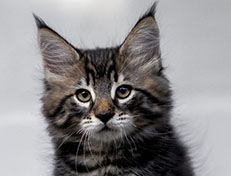 Wildfee's Norwegische Waldkatzen Wildfee's Zodor - 10 Wochen alt