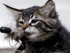 Wildfee's Norwegische Waldkatzen Wildfee's Zodor - 10 Wochen alt