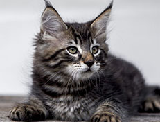 Wildfee's Norwegische Waldkatzen Wildfee's Zodor - 10 Wochen alt