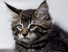 Wildfee's Norwegische Waldkatzen Wildfee's Zodor - 10 Wochen alt