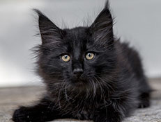 Wildfee's Norwegische Waldkatzen Wildfee's Zoe - 10 Wochen alt