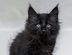 Wildfee's Norwegische Waldkatzen Wildfee's Zoe - 10 Wochen alt