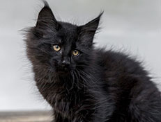 Wildfee's Norwegische Waldkatzen Wildfee's Zoe - 10 Wochen alt