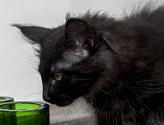 Wildfee's Norwegische Waldkatzen Wildfee's Zoe - 10 Wochen alt